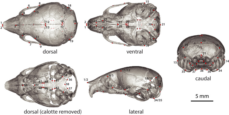 Figure 4—figure supplement 2.