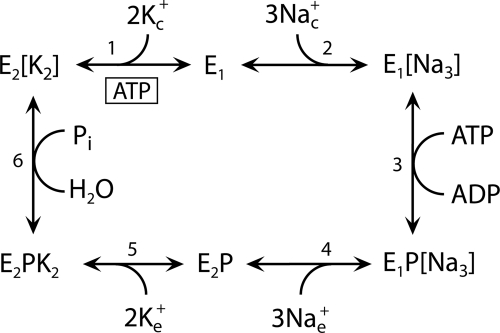 SCHEME 1.