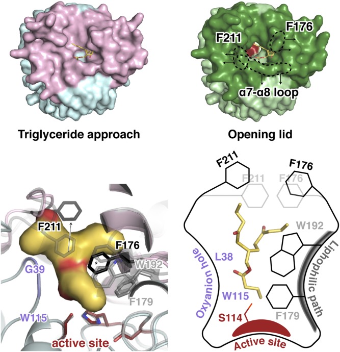 Fig. 8.