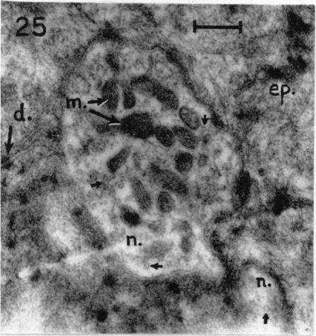 Fig. 25