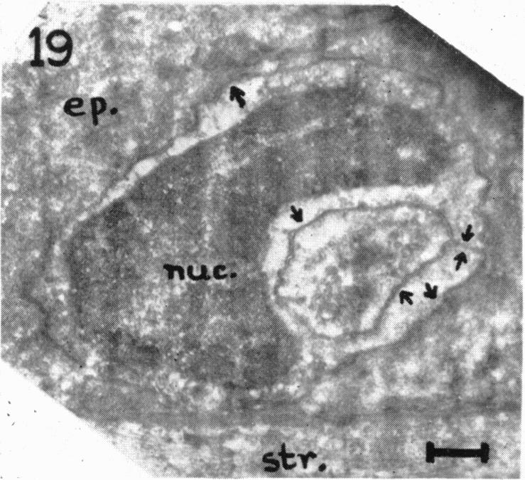 Fig. 19