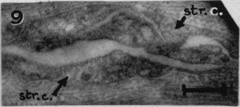 Fig. 9