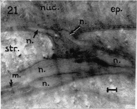 Fig. 21