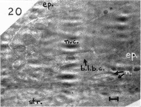 Fig. 20