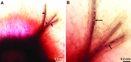 Fig. 5.