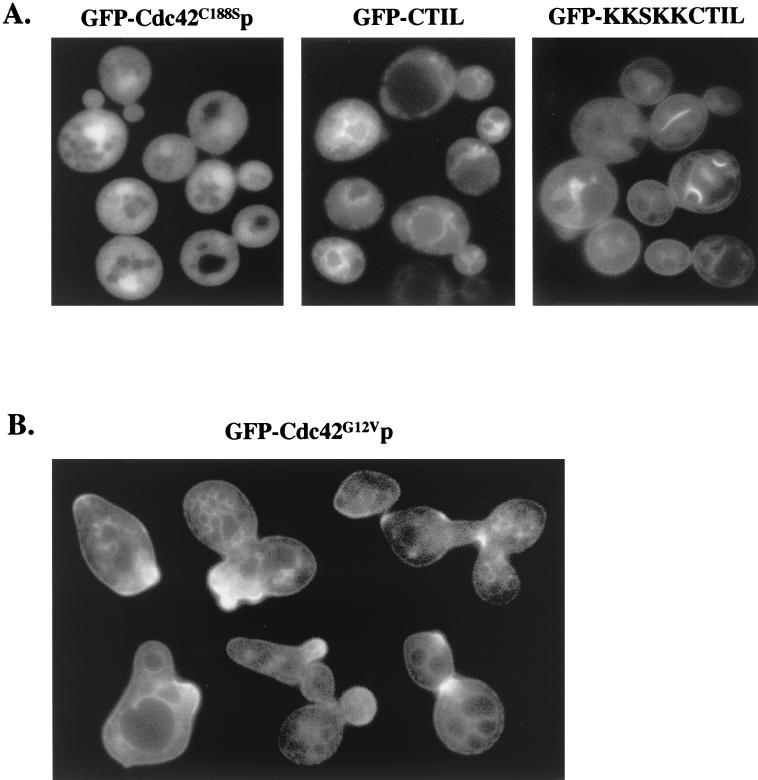 FIG. 2.