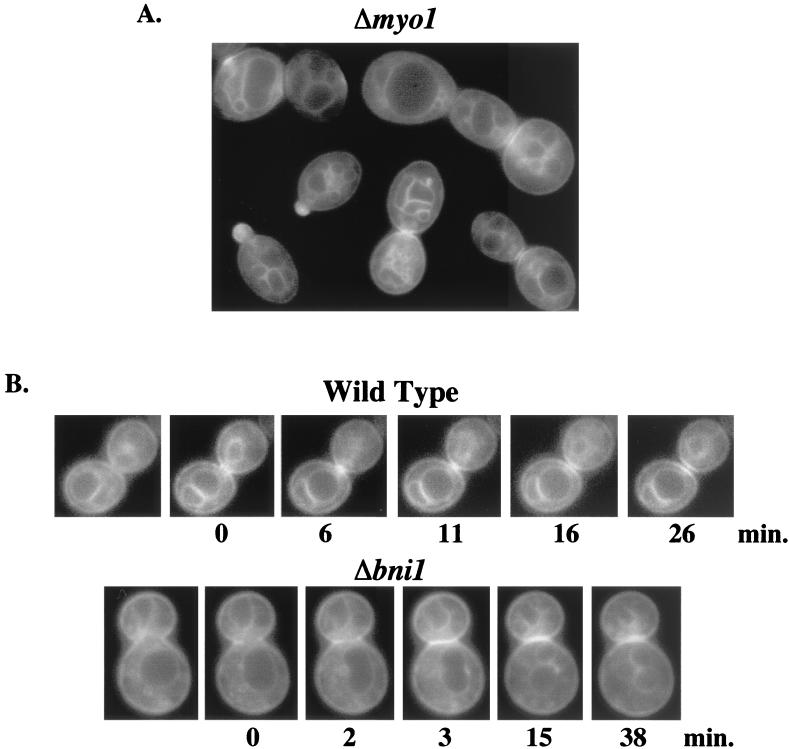 FIG. 5.