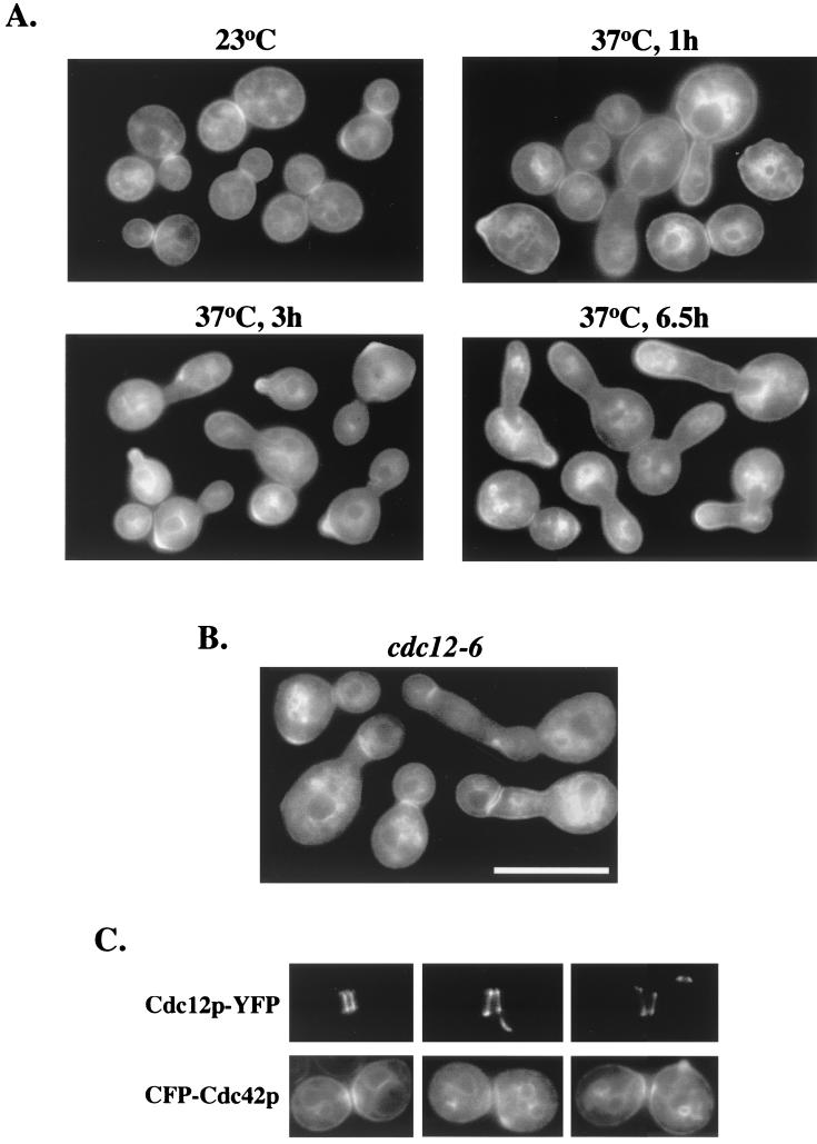 FIG. 6.