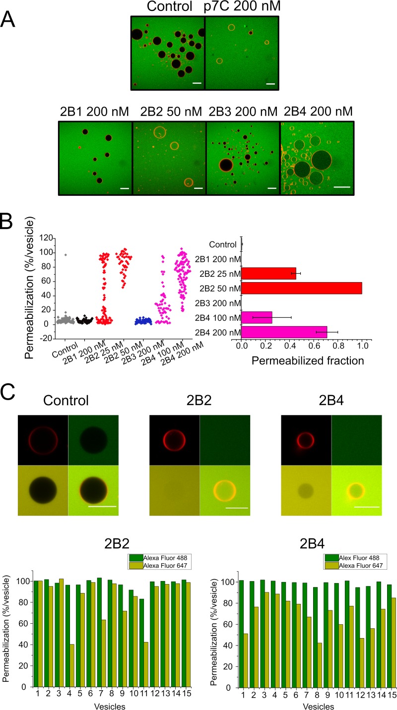 FIG 3