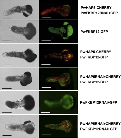 Fig. 6.