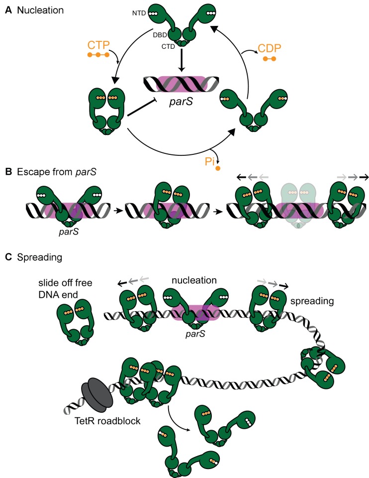 Figure 7.