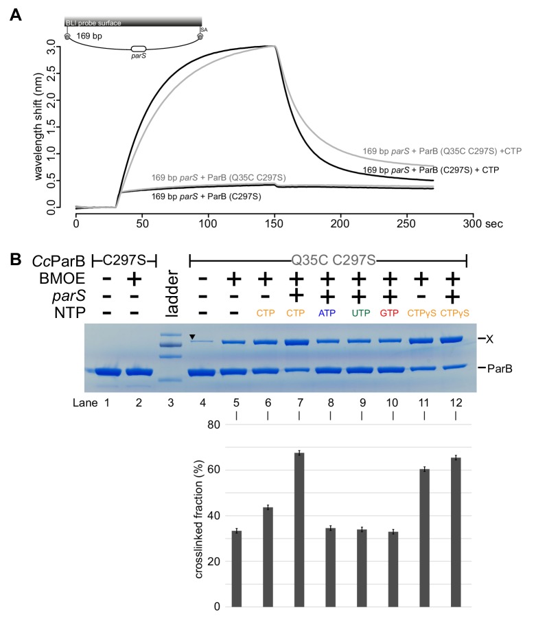 Figure 6—figure supplement 2.