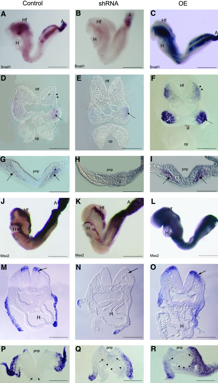 FIG. 5.