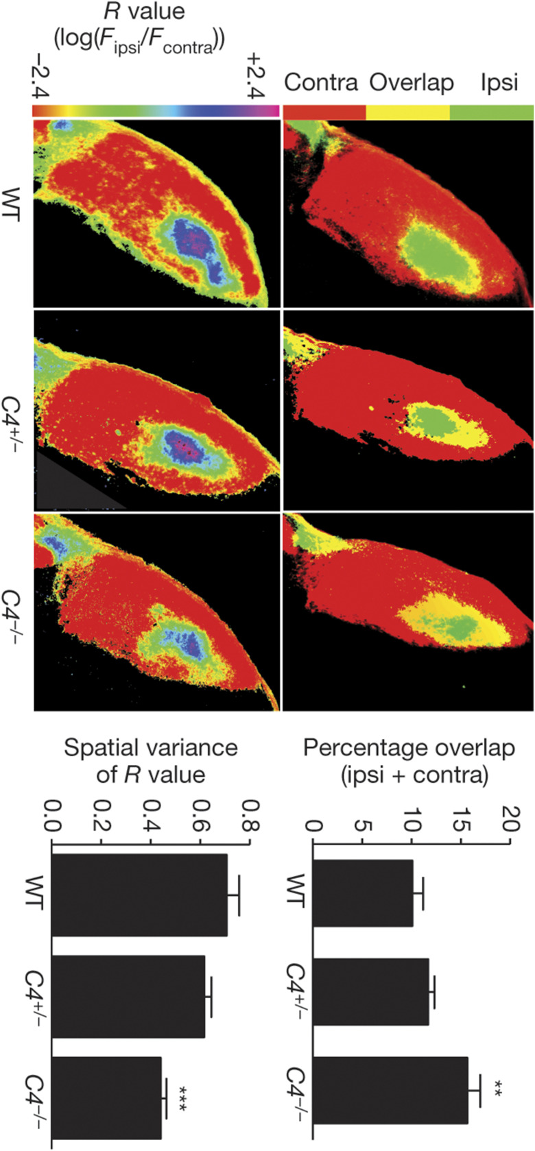 graphic file with name pnas.2010281117fig02.jpg