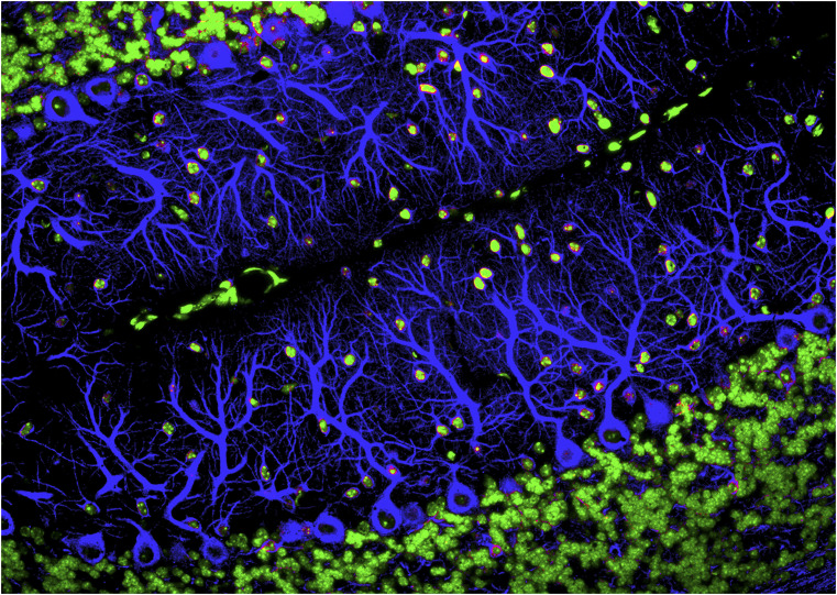 graphic file with name pnas.2010281117fig01.jpg