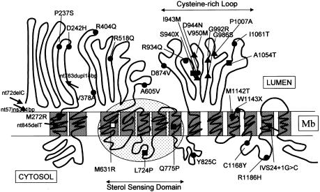 Figure  1