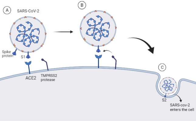 Fig. 1