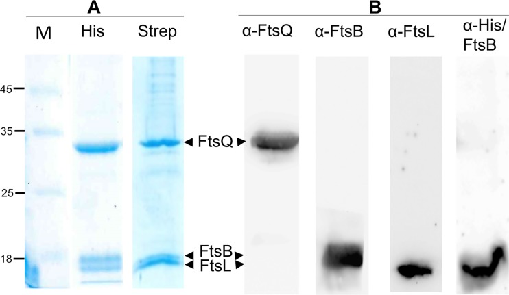 FIG 1