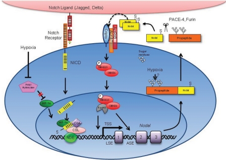 FIGURE 7: