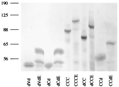 FIG. 5