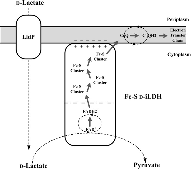 FIG 9