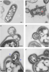 Fig. 3.