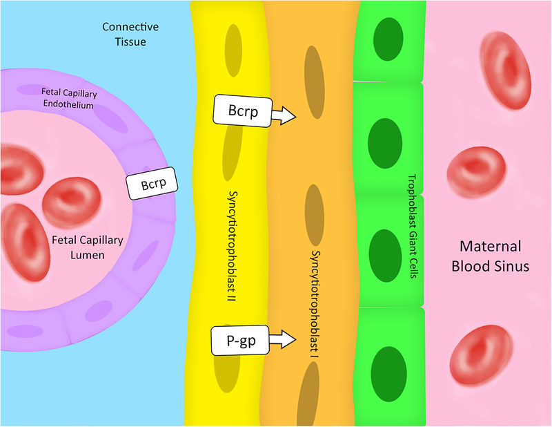 Figure 2: