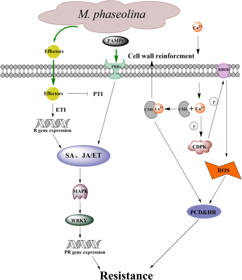 Fig. 11