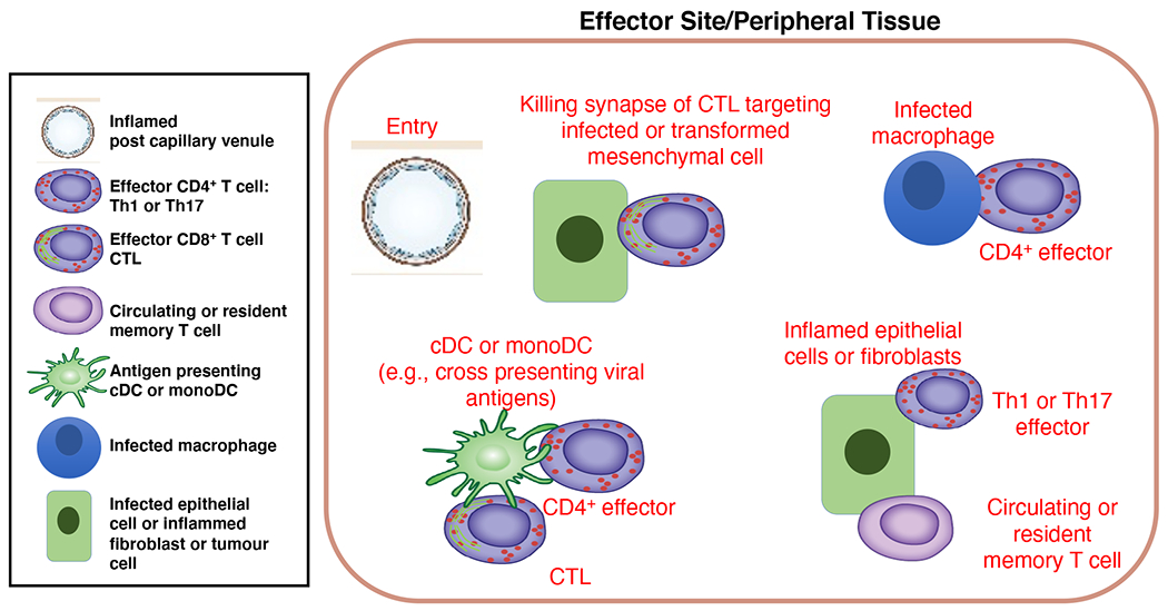 Figure 4: