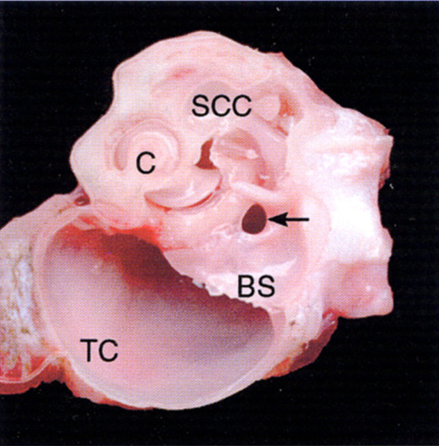 Fig 4.