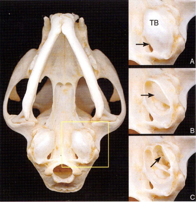 Fig 3.