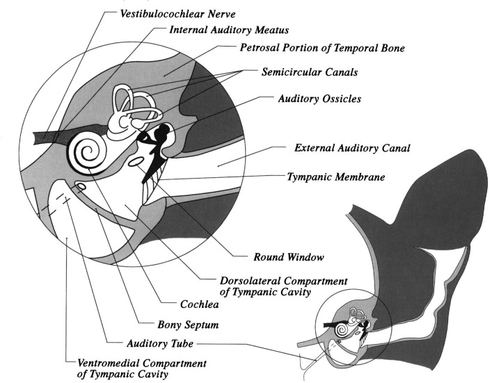 Fig 1.