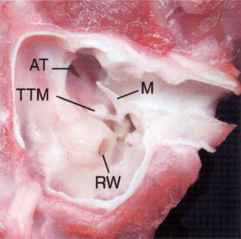 Fig 5.