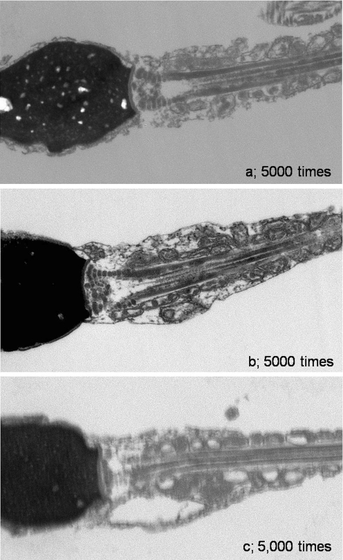 Fig. 6