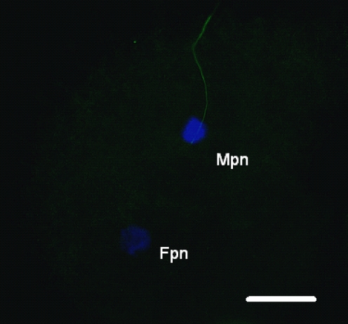 Fig. 5