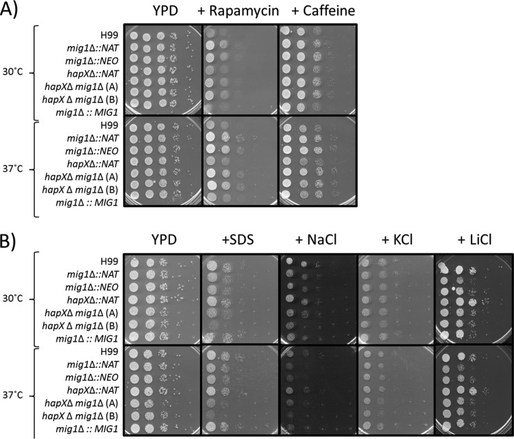 FIG 6 