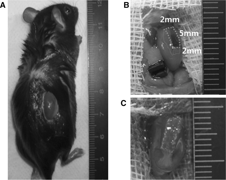 Fig. 1