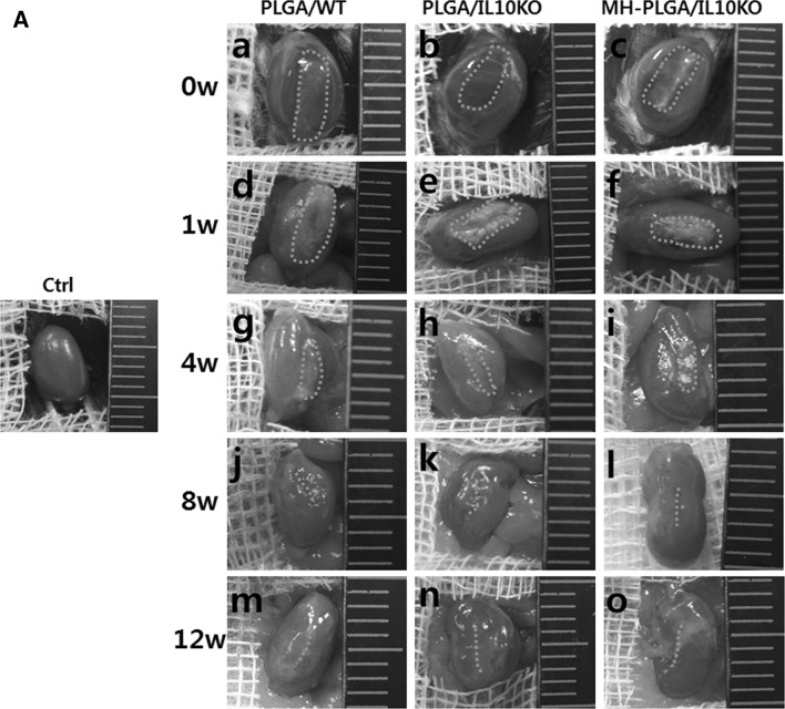 Fig. 2