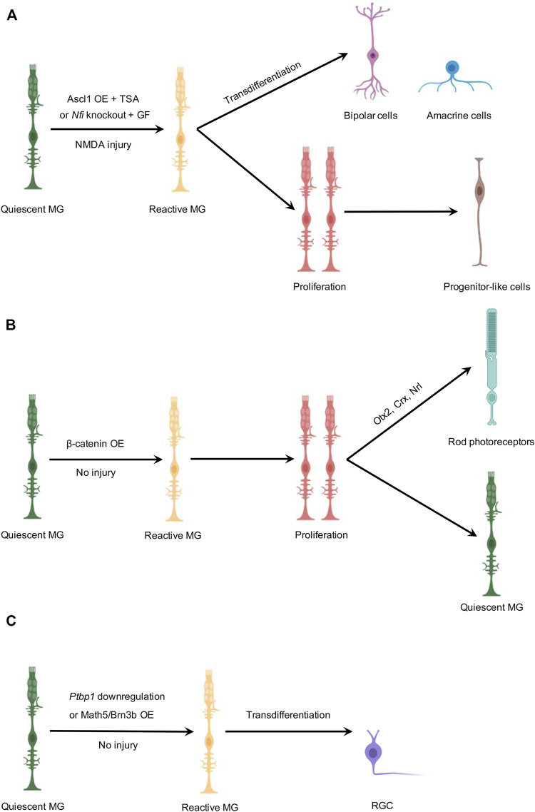 FIGURE 1