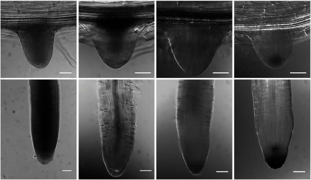 Figure 2. Expression patterns of the VAN3 and the VAL genes during lateral root formation. Histochemical localization of pVAN3::GUS (A, E), pVAL2::GUS (B, F), pVAL3::GUS (C, G), and pVAL1::GUS (D, H) activities were examined in lateral roots of 11-day-old Arabidopsis seedlings. Lateral roots during emergence (A–D), and mature lateral roots (E–H). Scale bars: 20 µm.