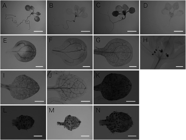 Figure 1. Expression patterns of the VAN3 and the VAL genes in leaves and cotyledons of 11 day old Arabidopsis seedlings. Histochemical localization of pVAN3::GUS (A, E, I, L), pVAL2::GUS (B, F, J, M), pVAL3::GUS (C, G, K, N), and pVAL1::GUS (D, H) activities were examined in aerial part of 11-day-old Arabidopsis seedlings. Seedlings (A–D), the cotyledon (E–G), the first rosette leaf (I–K), and the third rosette leaf (L–N). Scale bars: 4 mm (A–D), 1 mm (E–G and I–K), 400 µm (H), and 250 µm (L–N).