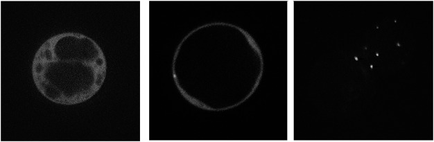 Figure 5. Subcellular localization of sGFP-tagged VAL3 and VAN3 in Arabidopsis suspension cells. (A, B) VAL3-sGFP was distributed in cytosol. An arrow indicates the punctate signal of VAL3-sGFP. (C) VAN3-VENUS showed punctate structures.