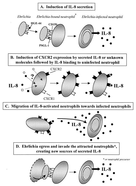 FIG. 13