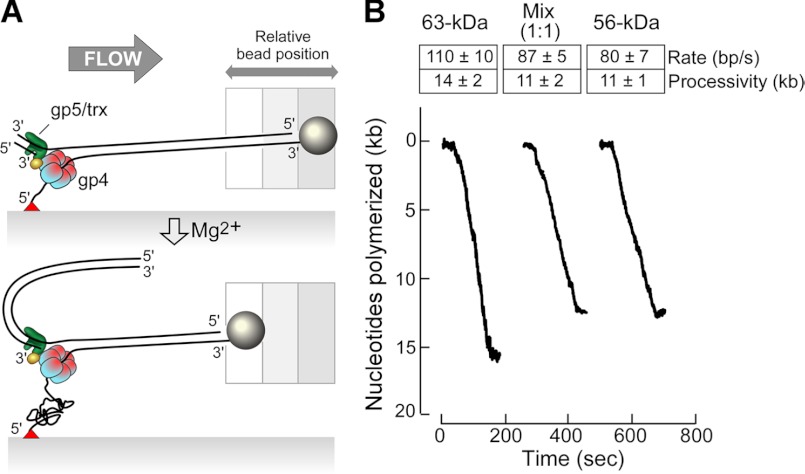 FIGURE 4.