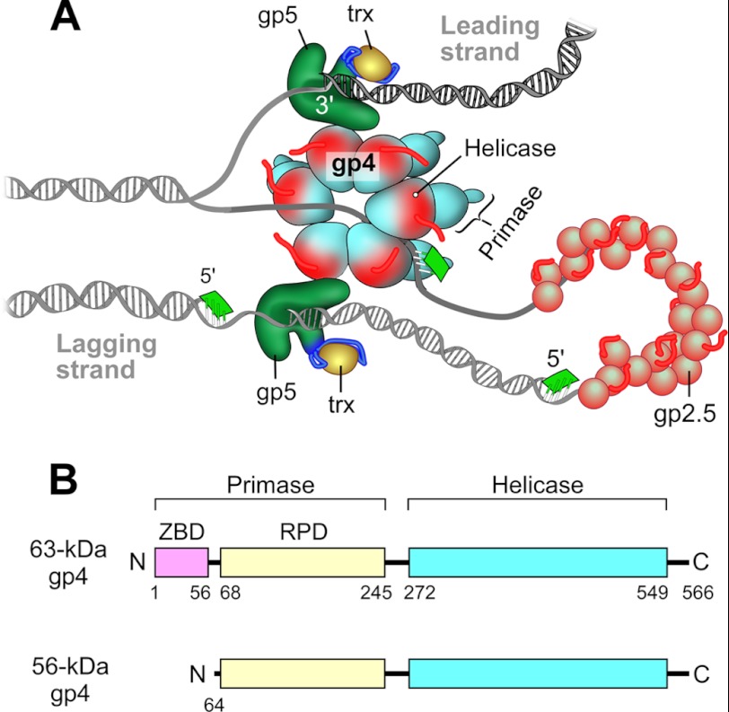 FIGURE 1.