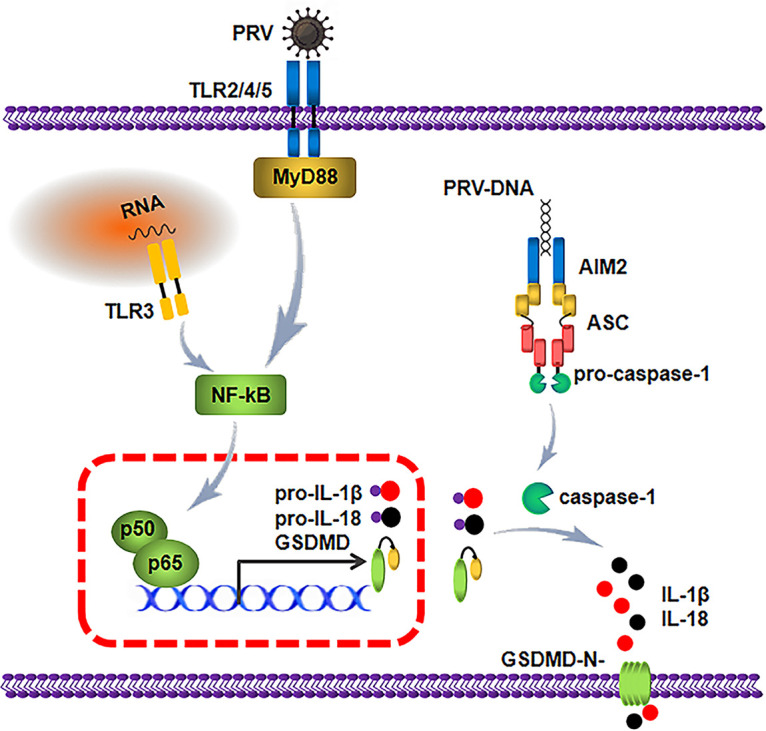 FIG 12