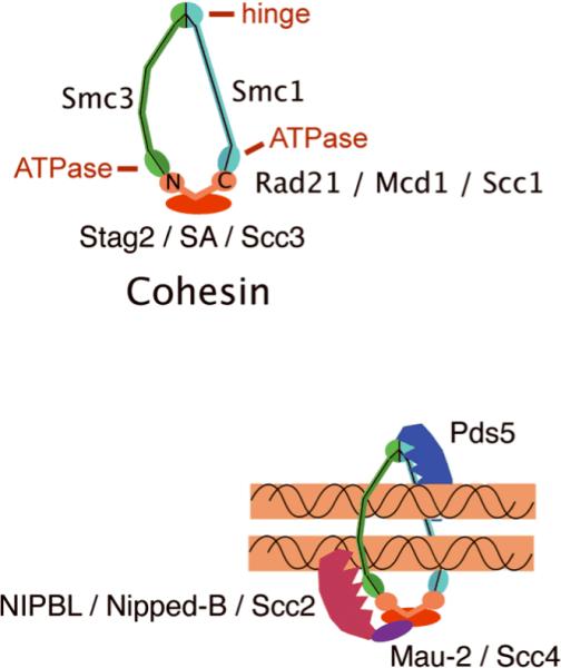 Fig. 2