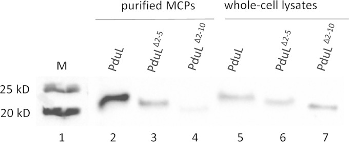 FIG 5