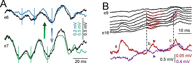 Figure 1—figure supplement 1.