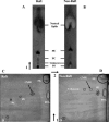 FIG. 9.